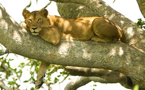 File:Tree lion.jpg - Wikimedia Commons