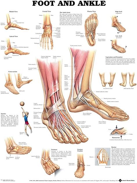 Anatomy Of Foot?muscles And Bones Poster 32 Inch X 24 Inch 17 Inch X 13 ...