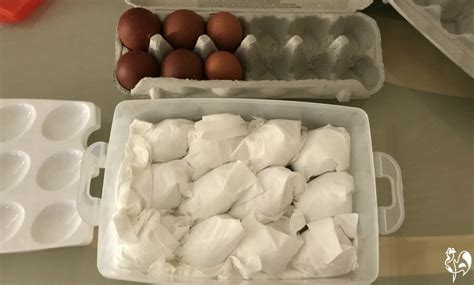 Storing fertile chicken eggs: 5 steps to a successful hatch.