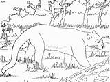 Panther Coloring Pages & Books  100% FREE And Printable sketch template