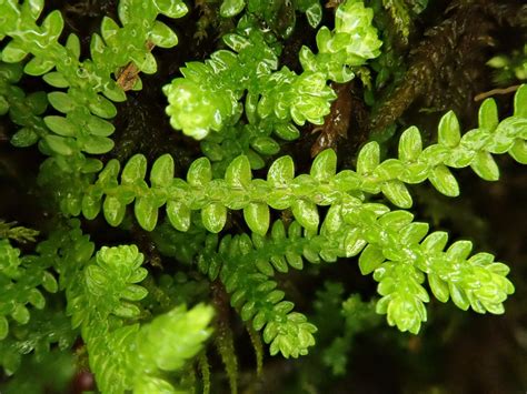 Selaginella douglasii (Douglas’ Spikemoss) – 10,000 Things of the Pacific Northwest