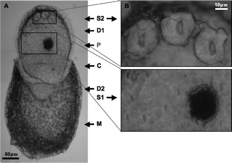 Wolffia brasiliensis. Specimen treated with the Microscope Press. A ...