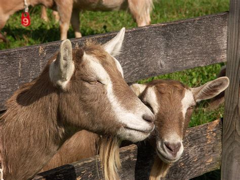 Domestic Goat Photograph by Bonnie Sue Rauch - Fine Art America