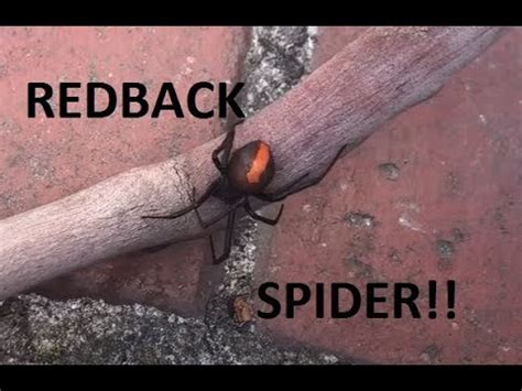 Redback Spider - YouTube
