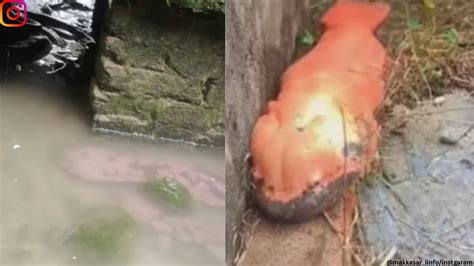 Old video of giant ancient salamanders discovered in southwest China cave sparks conservation ...