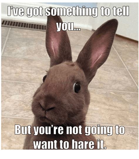 Funny Bunny Memes - Enchanted Little World
