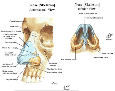 The Expressive Figure: Cartilage of Nose