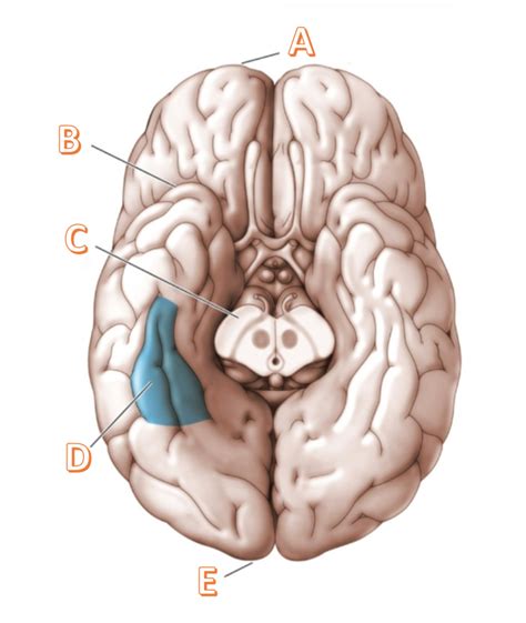 fusiform gyrus Diagram | Quizlet