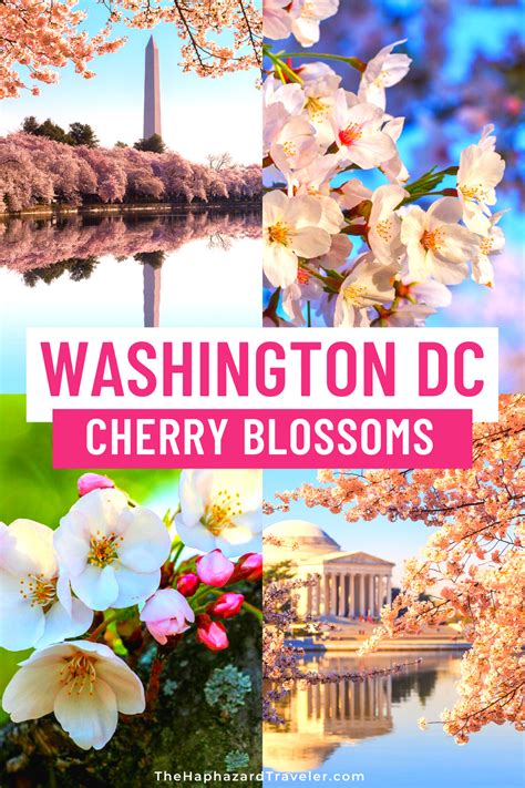 Where to See Cherry Blossoms in DC: Map & Insider's Guide | Cherry blossom dc, Pictures of ...