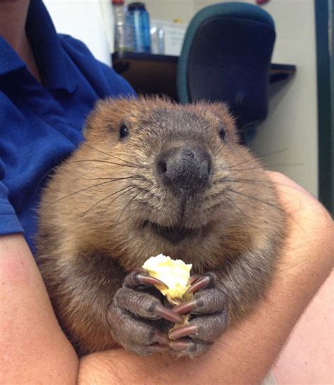 30 Cute Beaver Babies To Celebrate International Beaver Day