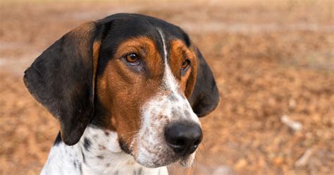 All About Treeing Walker Coonhounds | Diamond Pet Foods