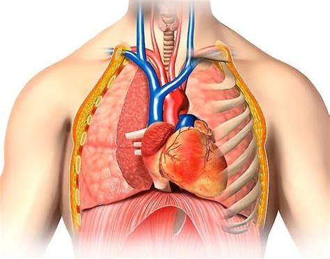 Thorax — Human Anatomy