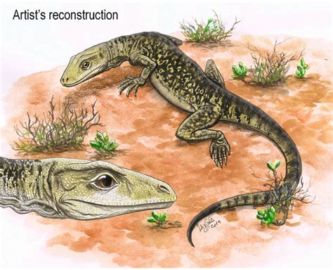 A Lizard Fossil, Found in a Storeroom Cupboard, Rewrites History - CNET