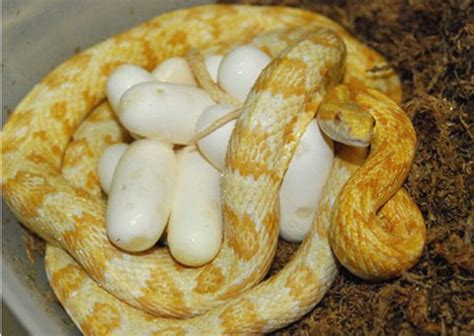 Tips for Breeding Corn Snakes - HubPages