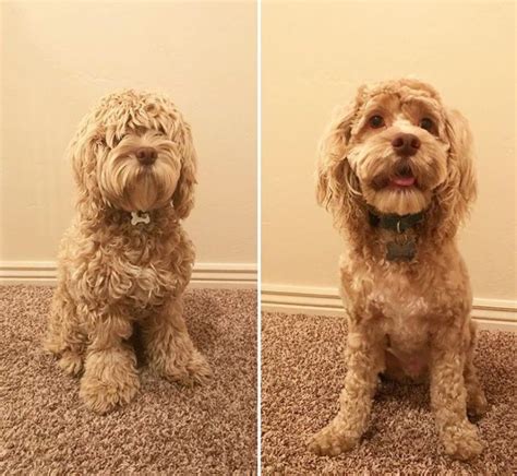 27 Best Cockapoo Haircut Pictures – Page 3 – The Paws | Cockapoo ...