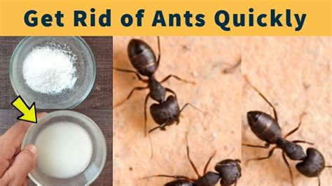 How To Get Rid Of Ants Around Kitchen Sink – Juameno.com