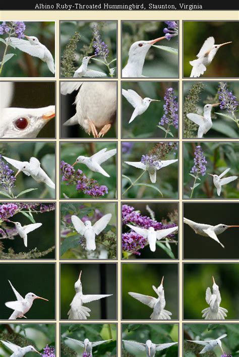 we saw that...: rare albino hummingbird photographed in staunton ...