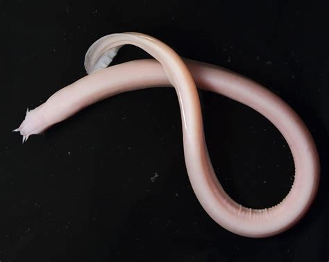 How hagfish slime evolved | eLife Science Digests | eLife