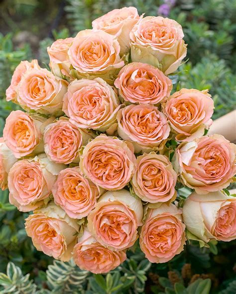 Country Home | Peach Garden Flower - Rosas del Corazón