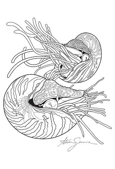 Chambered Nautilus Drawing at PaintingValley.com | Explore collection ...