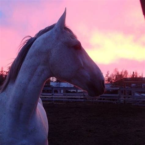 North Country Stables | Yellowknife NT