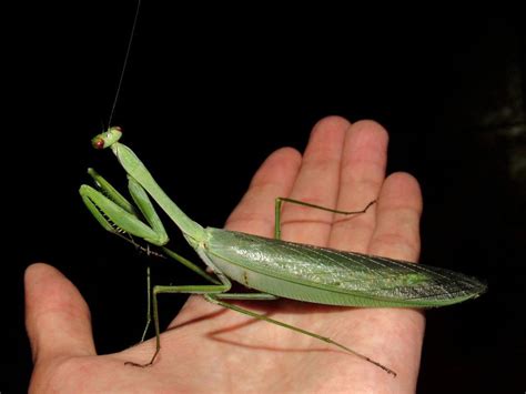 This is how big the largest species of praying mantis is : r/interestingasfuck