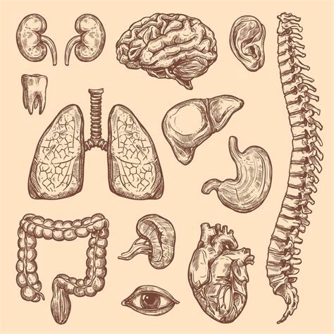 Biology Drawing, Science Drawing, Human Anatomy Drawing, Human Body ...