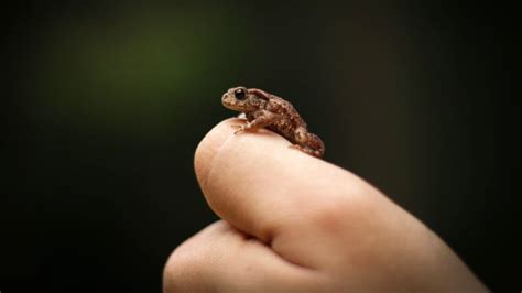 The smallest species of fanged frog ever discovered