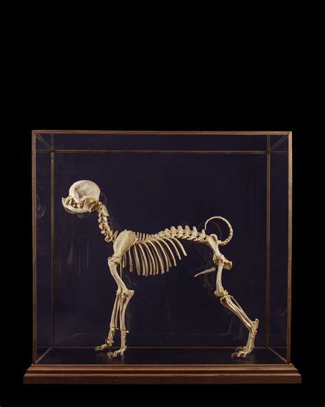 Pug Skeleton