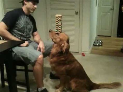 Balancing Dog Treats - 1Funny.com