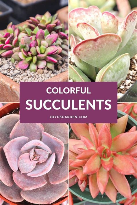 30 Beautiful and Colorful Succulents You'll Love