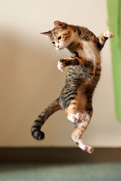 Dancing in Mid-Air | Dancing cat, Jumping cat, Cute cats