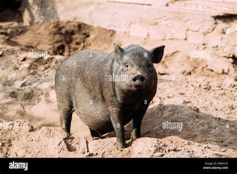 Household A Large Black Pig In Farm. Pig Farming Is Raising And Breeding Of Domestic Pigs. It Is ...