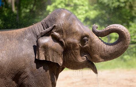 Elephant dies at St. Louis Zoo after dog disturbs herd : NPR