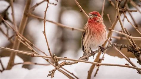 What Is The New Hampshire State Bird? - Birds Tracker