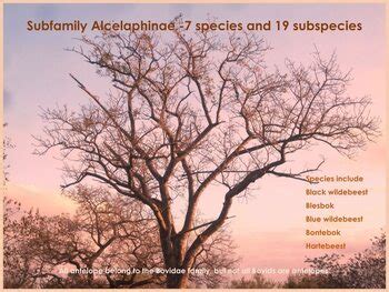 ANTELOPE SUBFAMILY ALCELAPHINAE PowerPoint Presentation | TPT