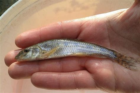 DC Freshwater Fish | The Fish - Gudgeon