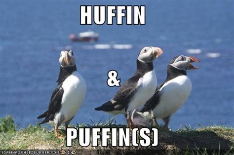 funny puffin | Funny, Puffin, Laugh