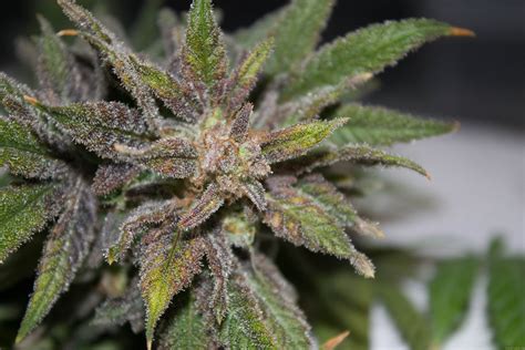 Northern Lights from 00 Seeds Bank | strains.io | cannabis marijuana ...