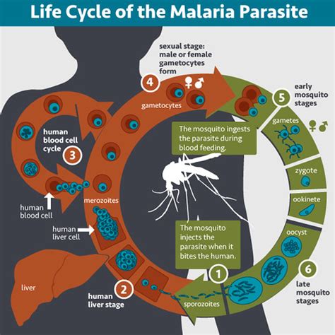 Life Cycle of the Malaria Parasite | An illustration of the … | Flickr