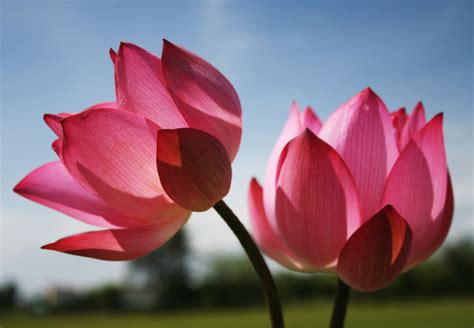 Beautiful Lotus Wallpapers