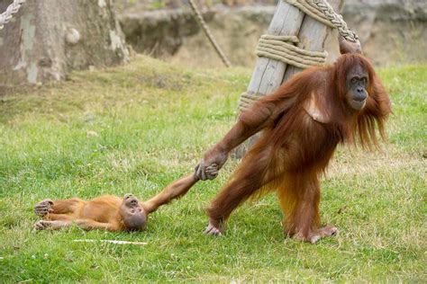 Orangutan Mom at Belgium Zoo Deals With Baby's Tantrum | PEOPLE.com