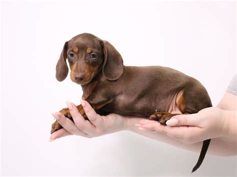 Miniature Dachshund-DOG-Female-Chocolate / Tan-3182213-My Next Puppy