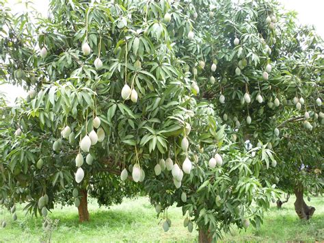 File:Thotapuri Mango tree in Kolar.JPG - Wikimedia Commons