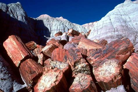 Petrified Forest National Park Is a United States national park in Navajo and Apache counties in ...