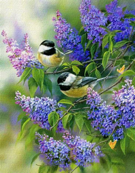 Pin by katleen clercq on Animated GIF | Beautiful birds, Bird art, Bird pictures