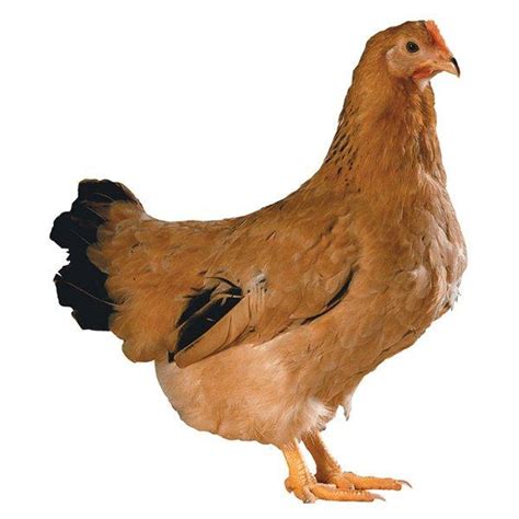 Uzima Chicken is a poultry company... - Uzima Chicken Mbarara