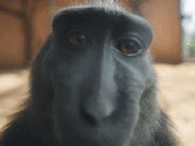 Rizz Monkey GIFs Smiling on Camera | USAGIF.com