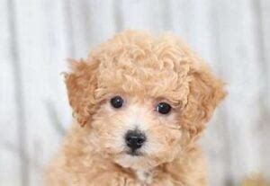 Types of Poochon Colors - With Pictures! (2024) - We Love Doodles