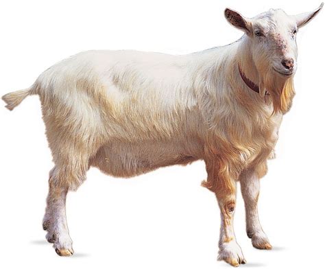 Goat | Description, Breeds, Milk, & Facts | Britannica